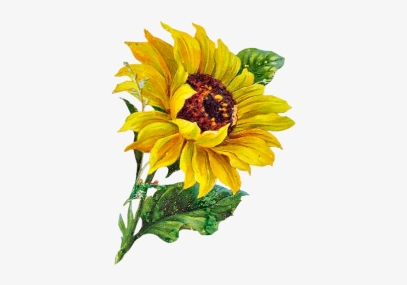 Febrero - Sunflower Clipart, transparent png #112961