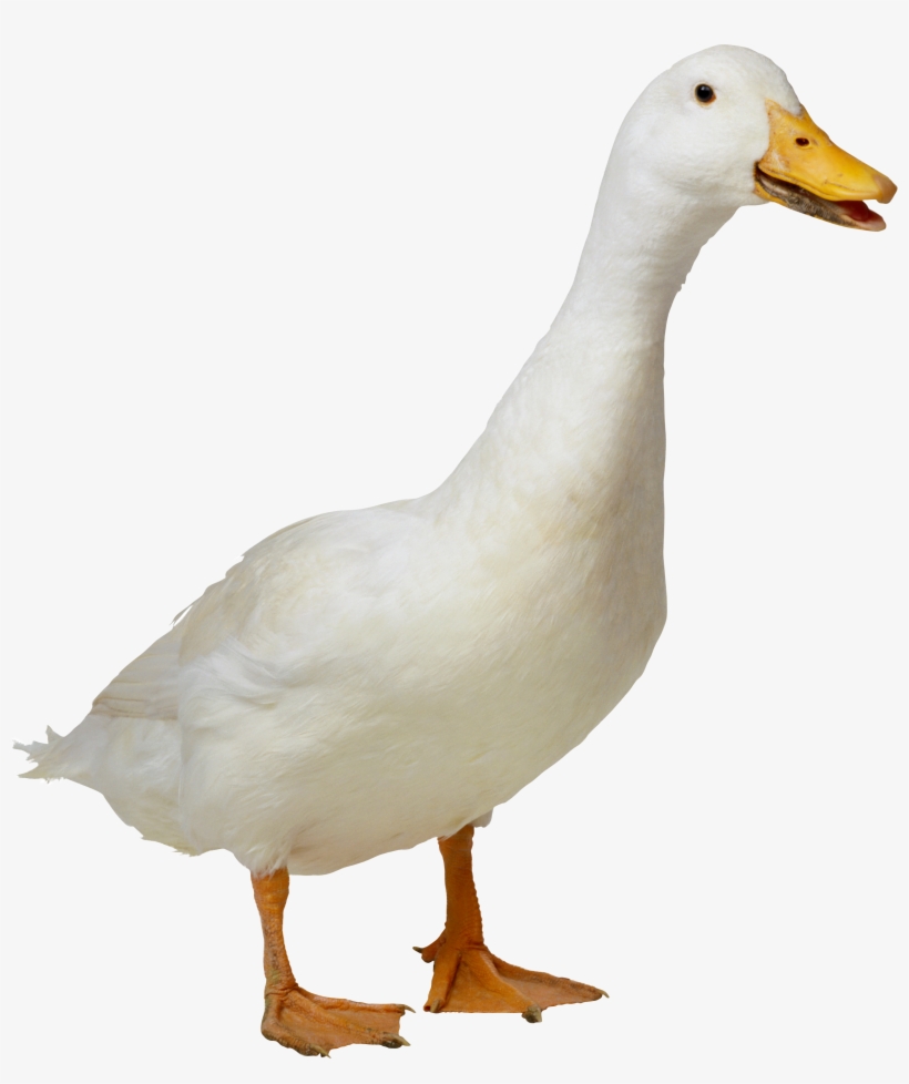 Duck Hd Png Transparent Duck Hd - Duck Png, transparent png #112962
