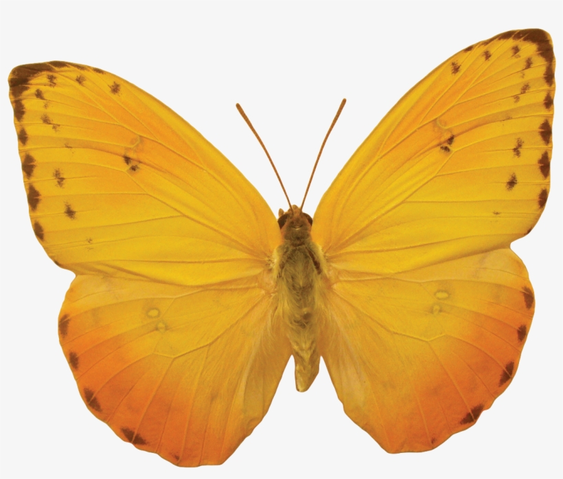 Butterflies Png - Mariposas Anaranjadas, transparent png #113247