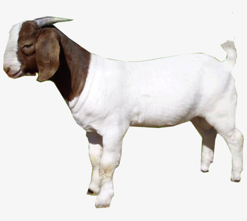 Download Amazing High-quality Latest Png Images Transparent - Goat Png, transparent png #113292