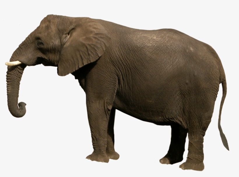 Free Png Elephant Png Images Transparent - Png Images Of Animals, transparent png #113779