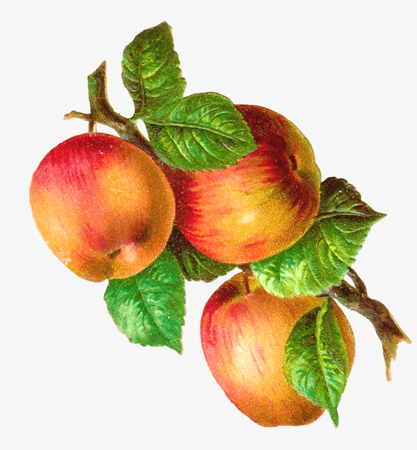 Apples On A Branch Vintage - Apples On A Branch, transparent png #114715