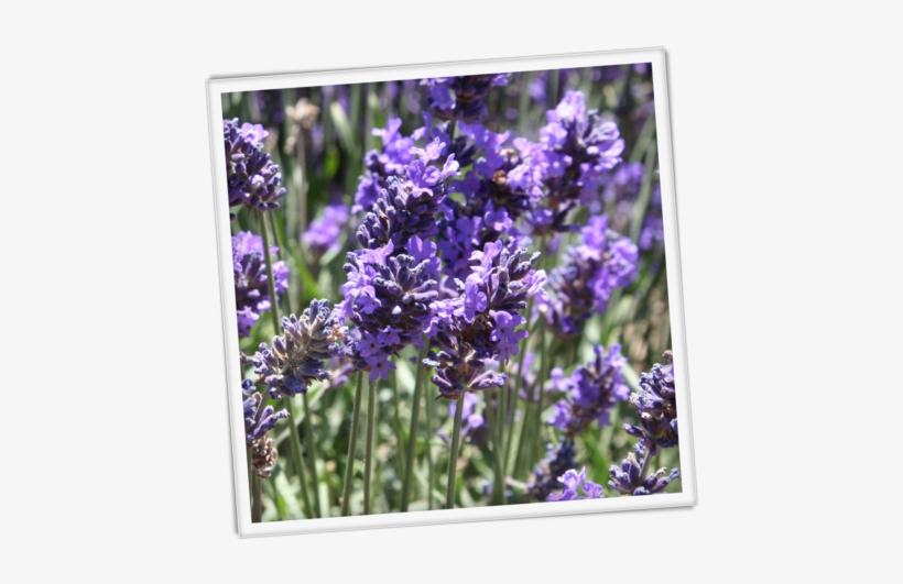 About Our Lavender - English Lavender, transparent png #115088