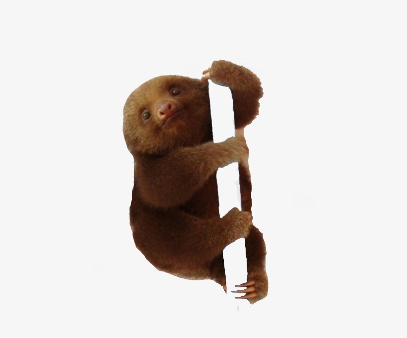 Sloth Png Transparent Images - Sloth, transparent png #115433