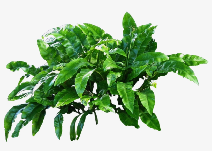 Plants Png Image - Plants Png, transparent png #115570