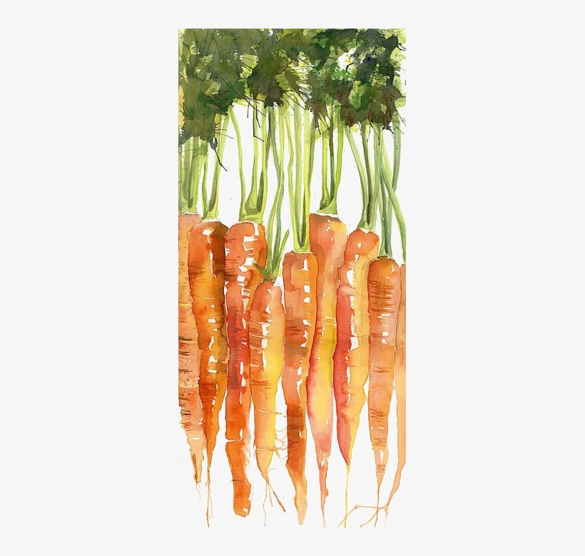 Carottes - Carrots Watercolor Painting, transparent png #115613