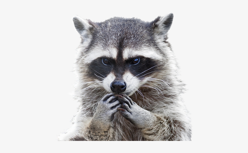 Raccoon Free Png Image - Raccoon With Hands On Its Face, transparent png #115650