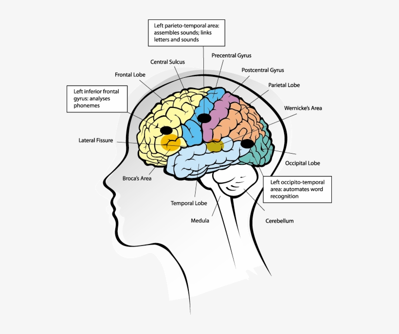 Source - Http - //www - Icanreadsystem - Com/wp Brain - Brain Process Of Reading, transparent png #116013