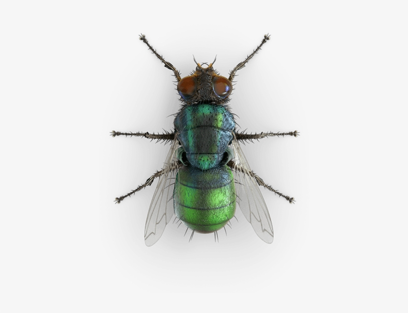 Blue Bottle Fly Top, transparent png #116482