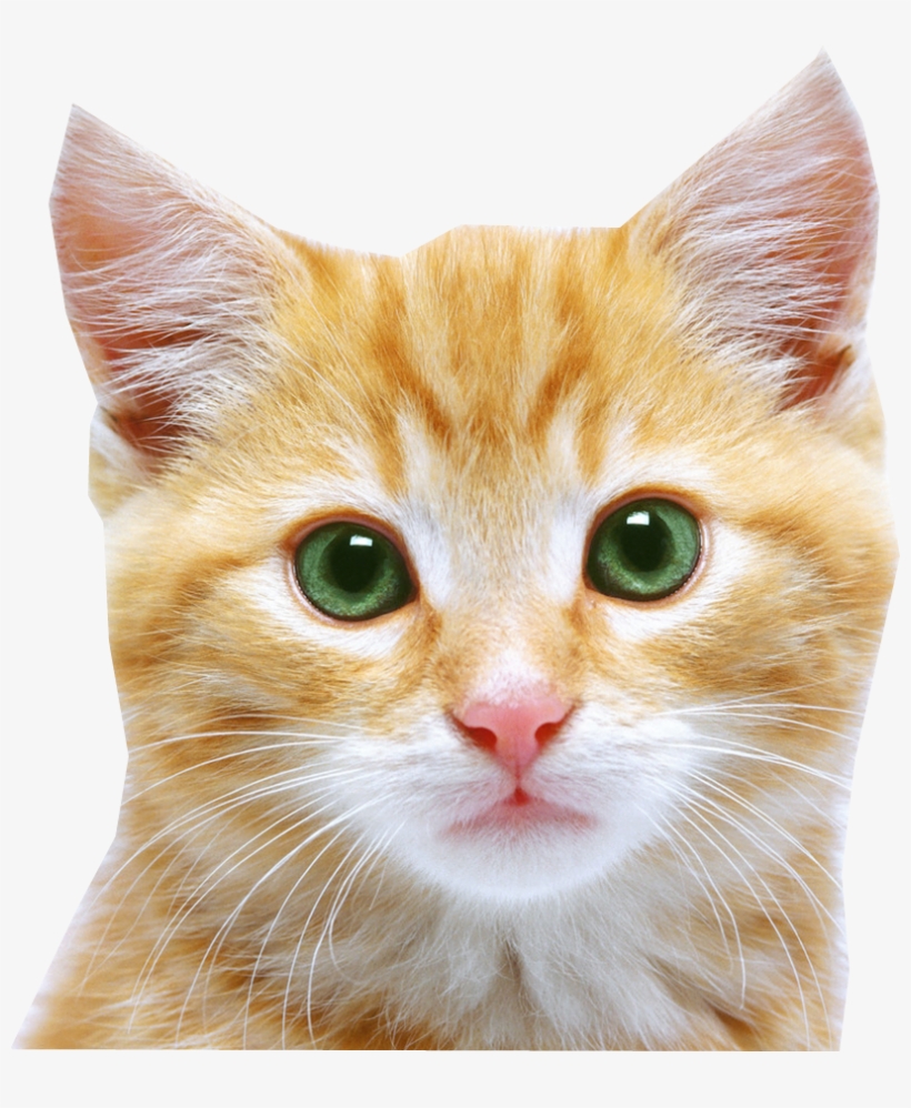 Cat Face Png, transparent png #116668