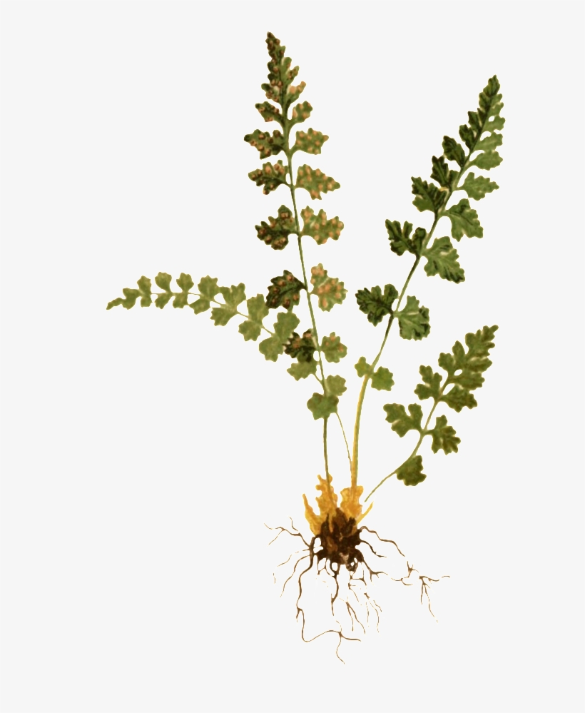 Transparent Decorative Material For Hand-painted Watercolor - Fern, transparent png #116772