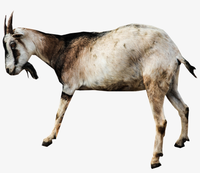Goat Png, transparent png #117152