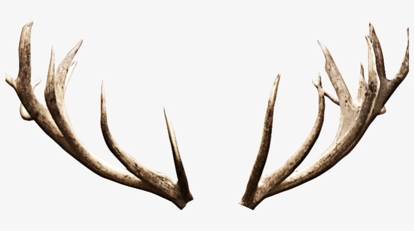 Deer Antlers Horns Png Image - Deer Horns Png, transparent png #117616