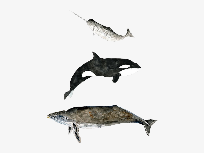 Transparent Whale Watercolor - Whale Transparent, transparent png #118248