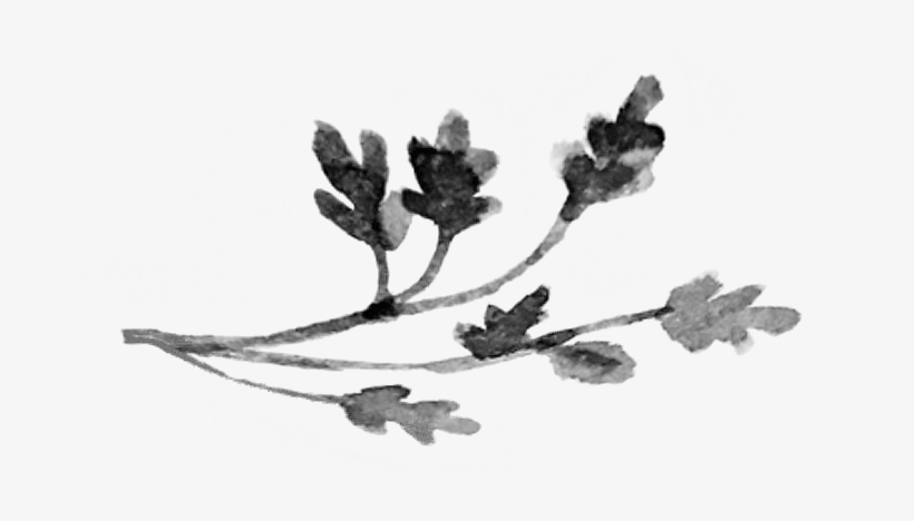 Branch - Leaf, transparent png #118625