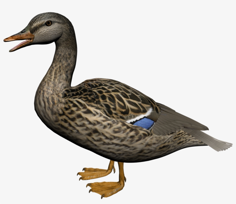 Download - Duck Png, transparent png #118771