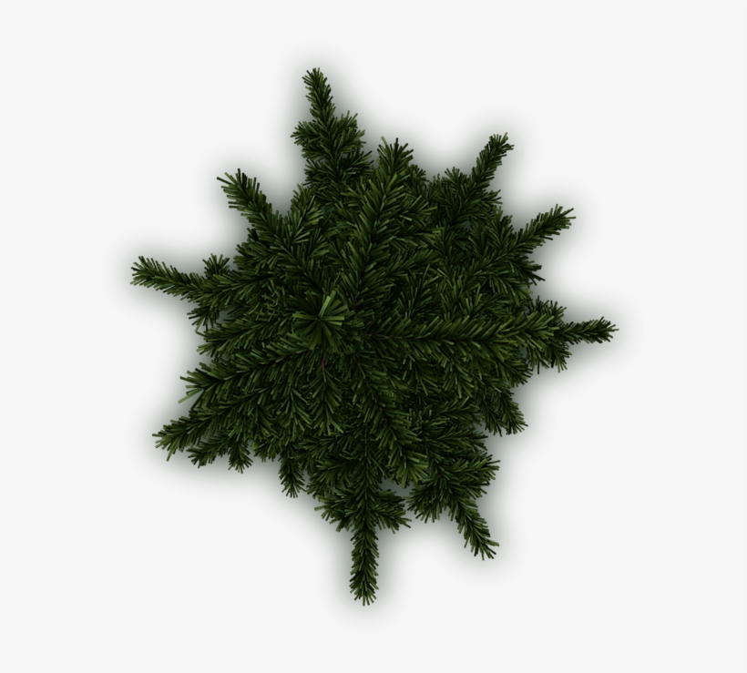 Sure, Two More - Tree, transparent png #118912