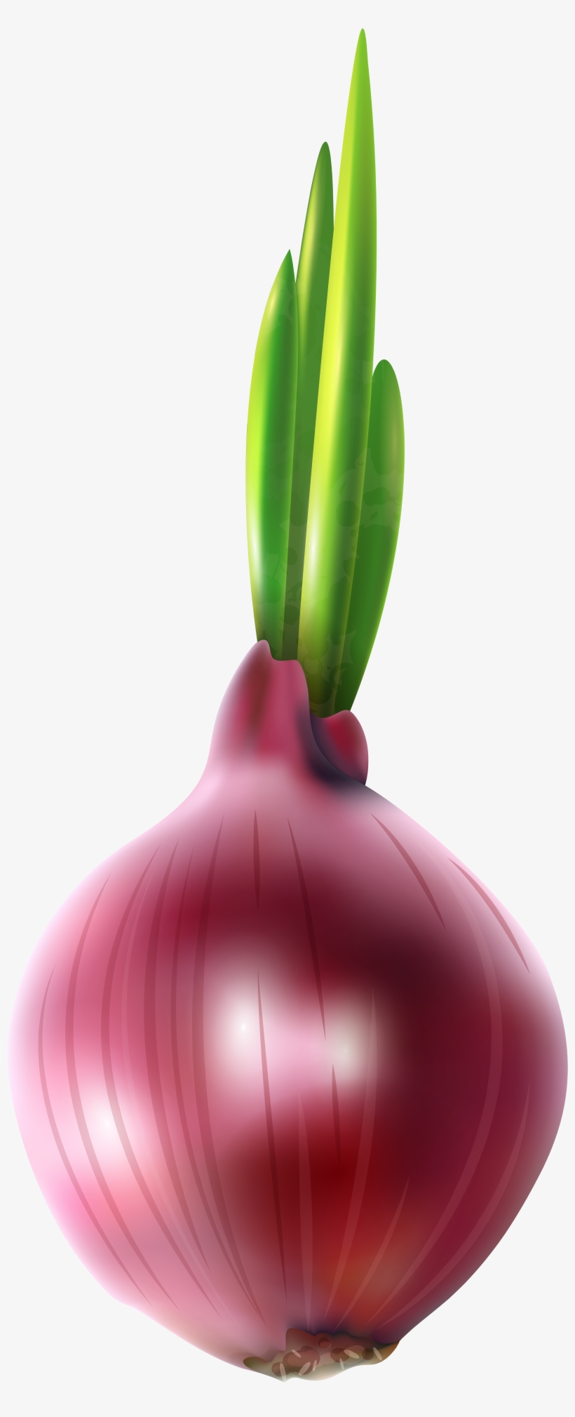 View Full Size - Onion Clipart, transparent png #118915