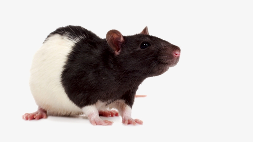 Black And White Pet Rat, transparent png #119164