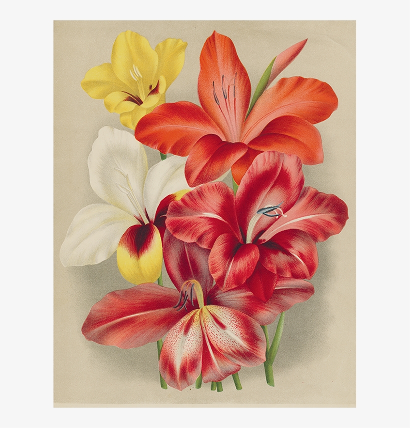 085 222e2c73 3f64 4002 94d5 1ba9b45715f8 V=1527866654 - Botany, transparent png #119281