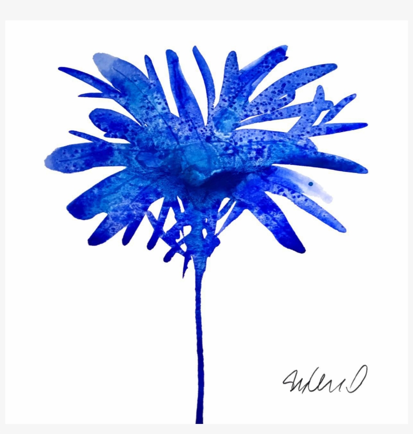 Botanical Blue Giclee Print - Chrysanths, transparent png #119311