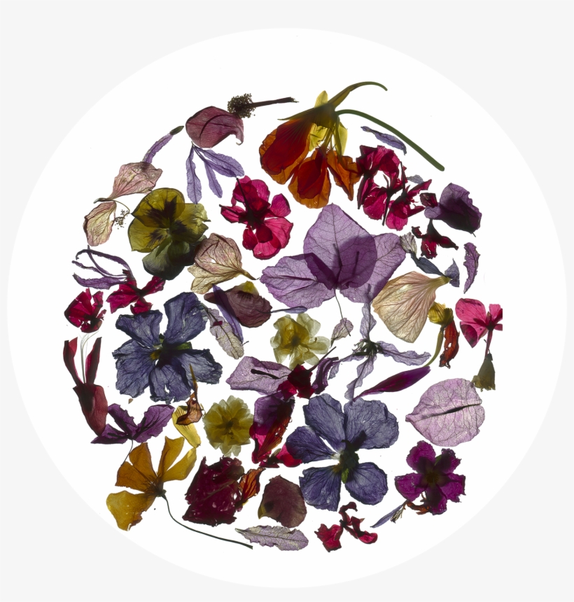 Artificial Flower, transparent png #119376