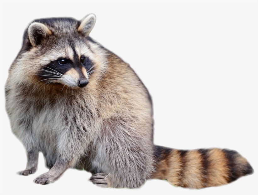 Best Raccoon Sitting Png - Raccoon Png, transparent png #119472