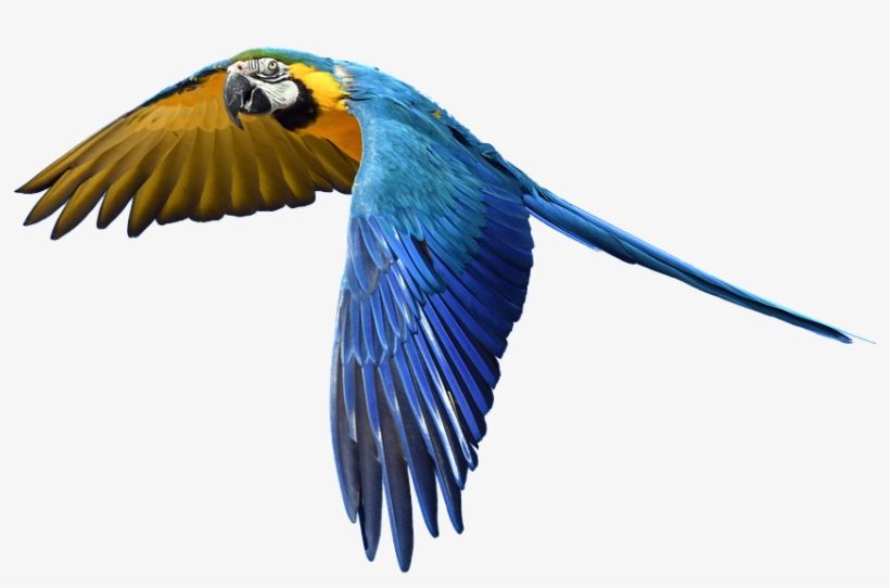 Colorful Parrot Png Pic - Parrot Flying In The Sky, transparent png #119910