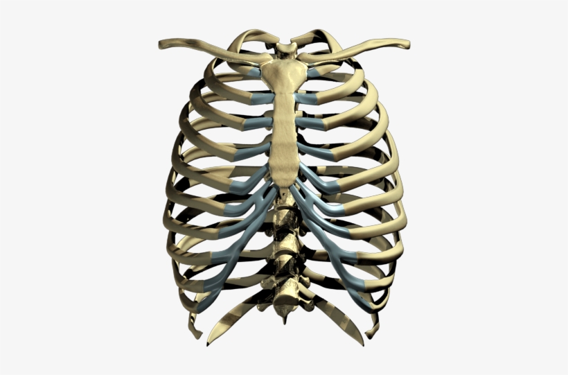 Rib Cage Png Image - Skeleton Rib Cage Png, transparent png #1100999