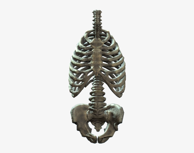 Rib Cage And Pelvis, transparent png #1101034