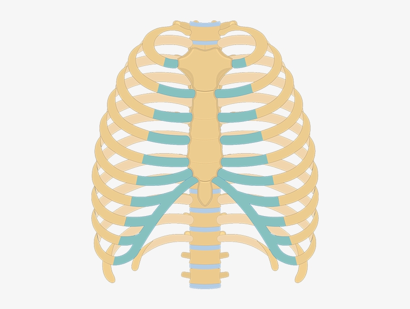 Unlabelled Rib Cage Diagram, transparent png #1101092