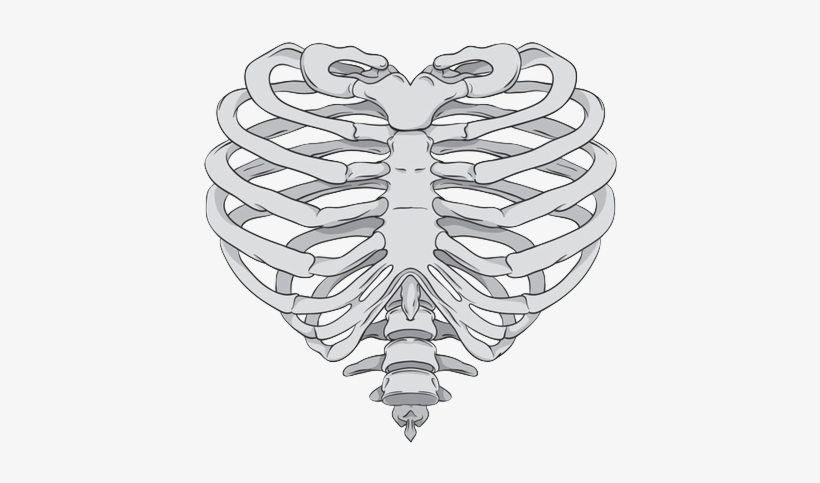 Via Tumblr Shared By Très Cool - Rib Cage Heart Drawing, transparent png #1101122