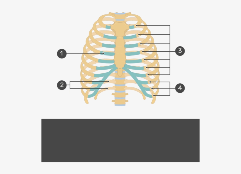 Test Yourself Image For The Rib Cage With Answers Hidden - Rib Cage, transparent png #1101215