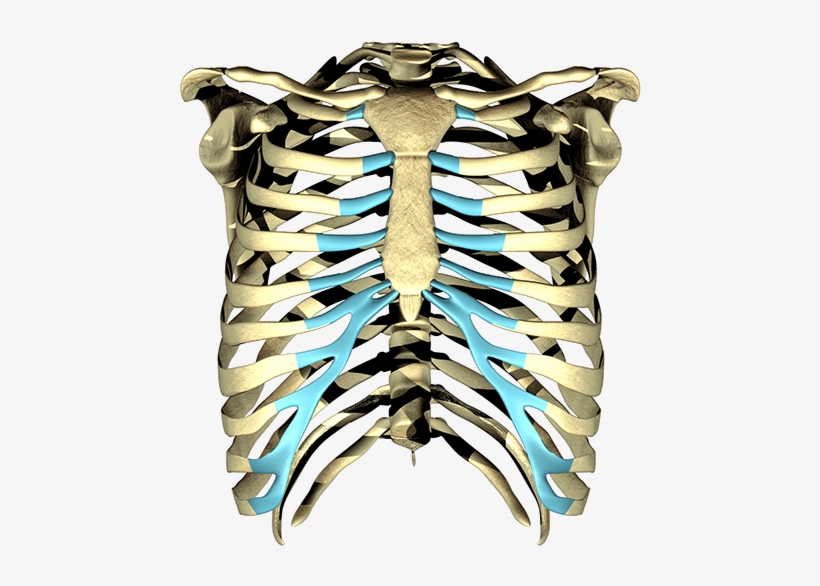 The Player Is Having Trouble - Rib, transparent png #1101248