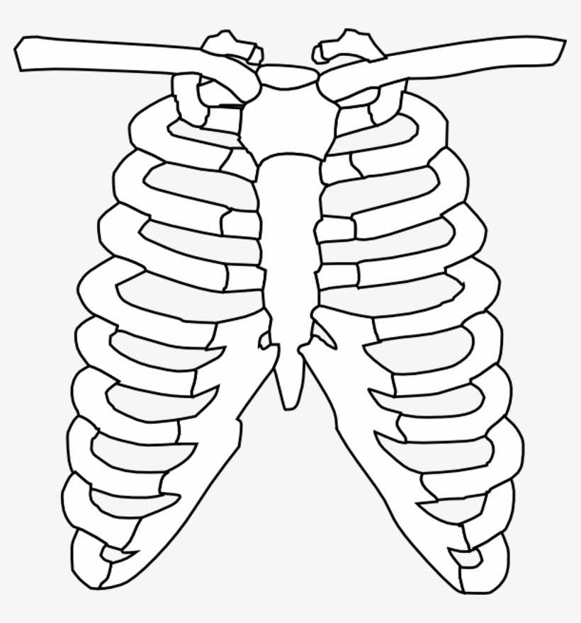 Index Of Body Ribspng - Rib Cage Black And White, transparent png #1101316