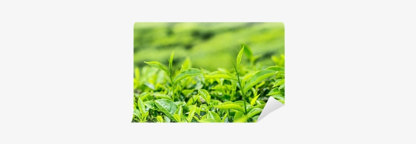 Plantation, transparent png #1101491