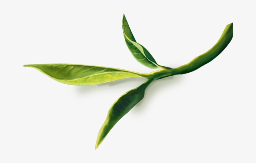 Red Tea Leaf Png, transparent png #1101642