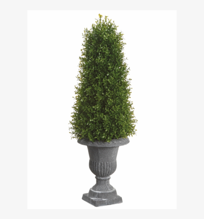 20" Tea Leaf Cone Topiary In Paper Mache Urn Green - Silksareforever 20" Tea Leaf Cone-shaped Artificial, transparent png #1101801