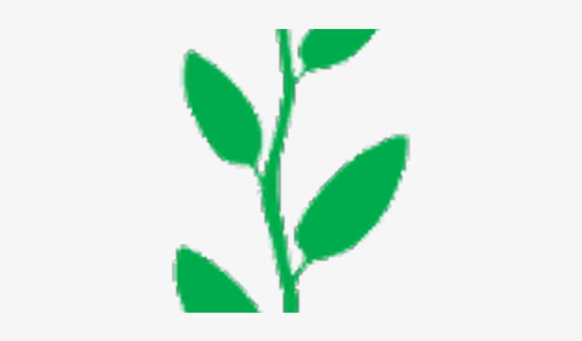 Tea Leaf, transparent png #1101822