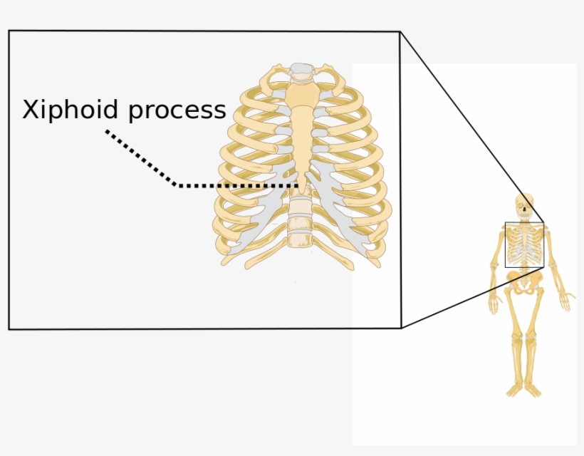 File - Xiphoid Process - Svg - Skeletal System Xiphoid Process, transparent png #1101825