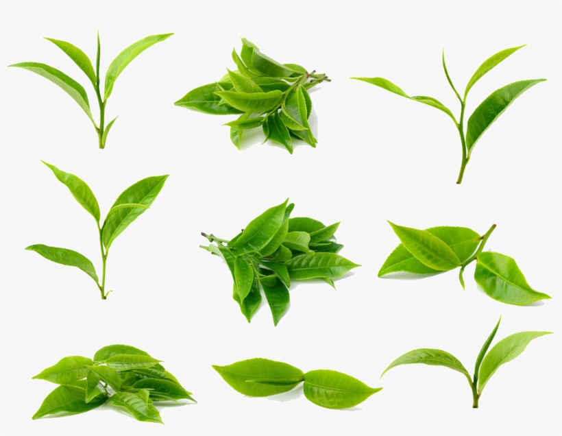 Clipart Leaves Green Tea Leaf - Matcha Leaf, transparent png #1101826