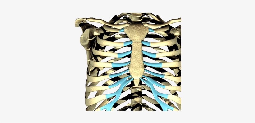 Rib Cage, transparent png #1102089