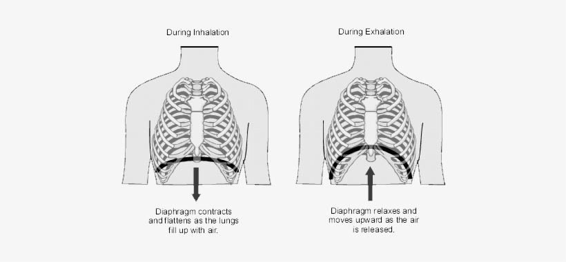 When We Inhale, The Diaphragm Descends Into The Stomach - Diaphragm When Breathing, transparent png #1102143