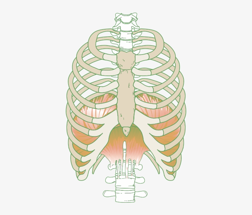 The Diaphragm Plays An Important Role In Breathing - Hanes, transparent png #1102196