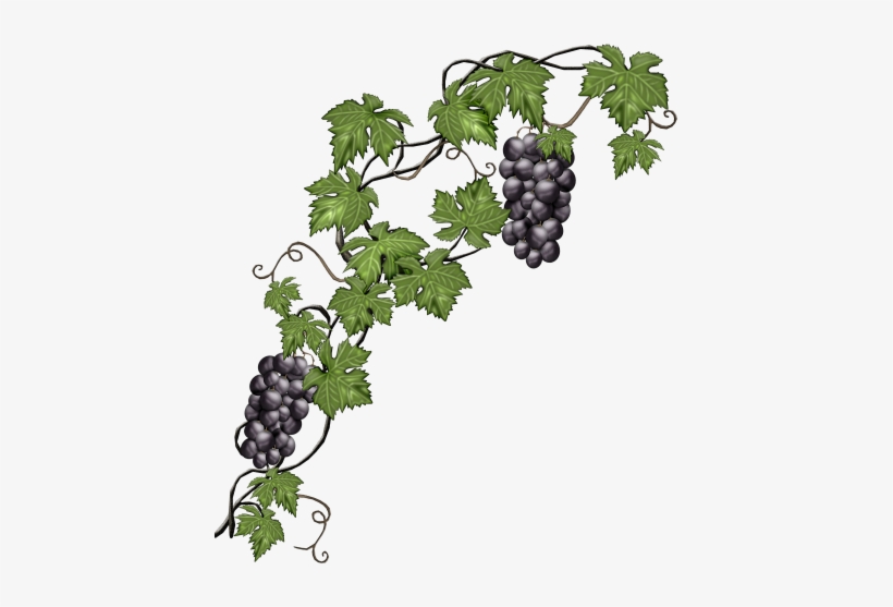 Hojas Y Plantas Png - Grapevine Png, transparent png #1103702