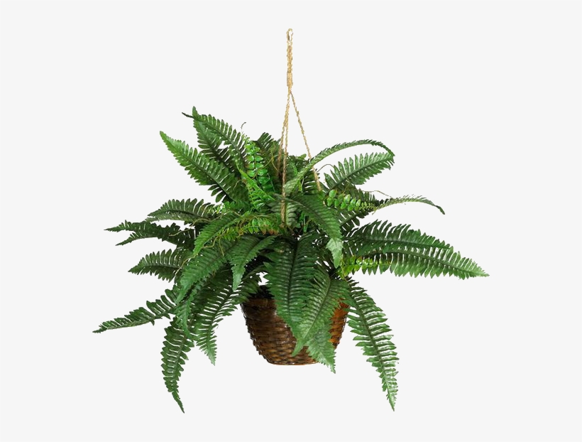 Boston Fern Silk Hanging Basket, transparent png #1103705