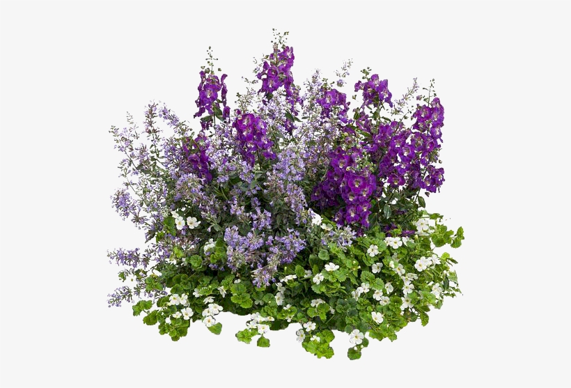 Angelonia, transparent png #1103758