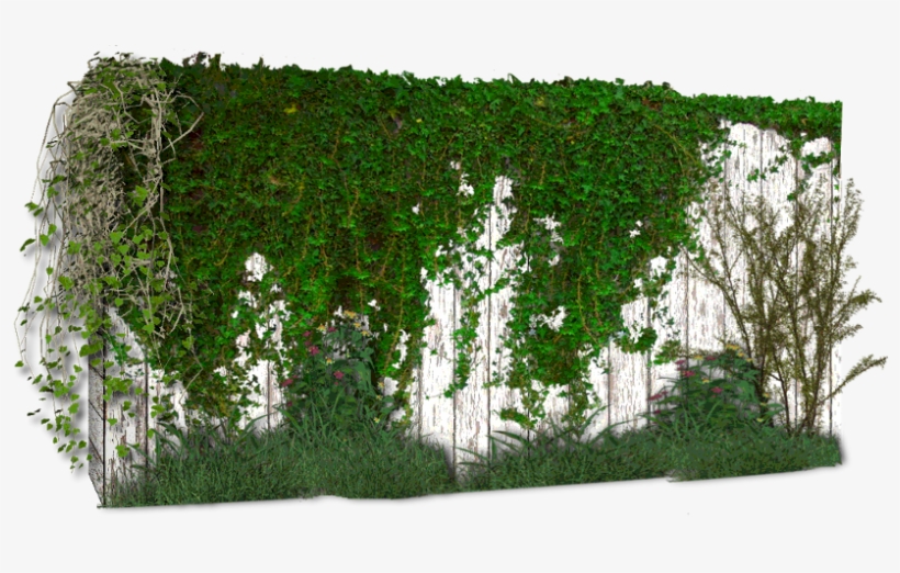 Photoshop Enredadera, transparent png #1103863