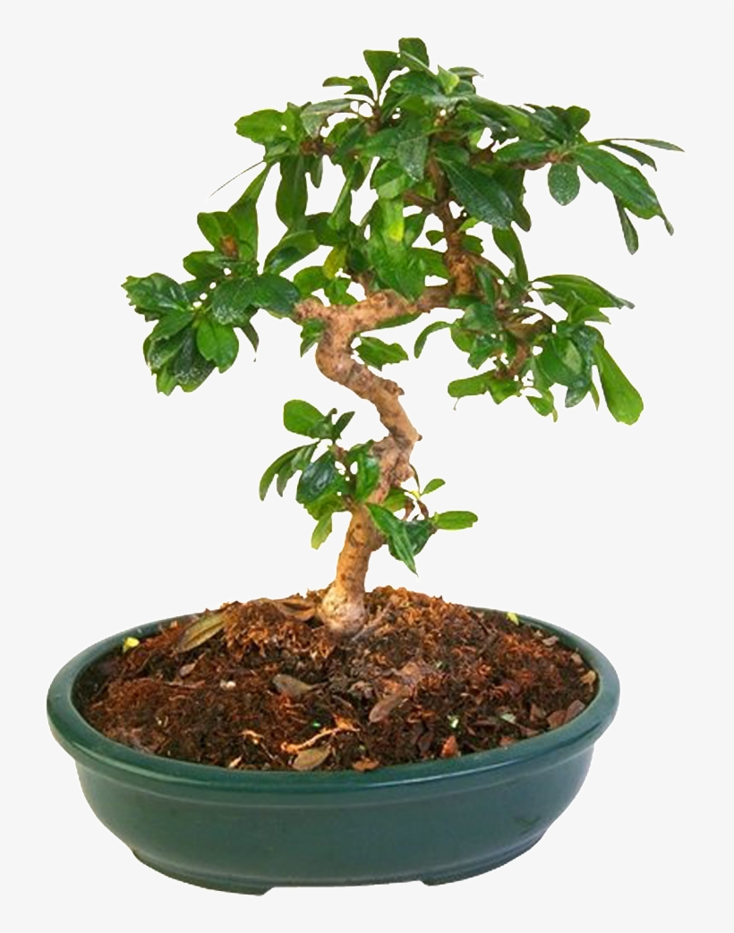 Bonsai Plantas Hermoso Png Hd - Flowerpot, transparent png #1103964