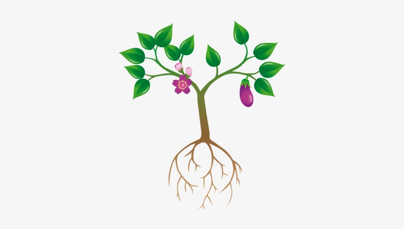 Planta - Gilliflower, transparent png #1104067
